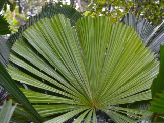 Exotic Wholesale Nursery – Sunshine Coast | Proj. Profit $344,750