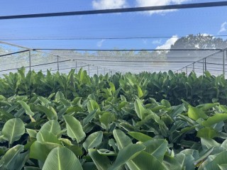 Established Wholesale Production Nursery – Sunshine Coast, QLD
